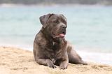 CANE CORSO 596
